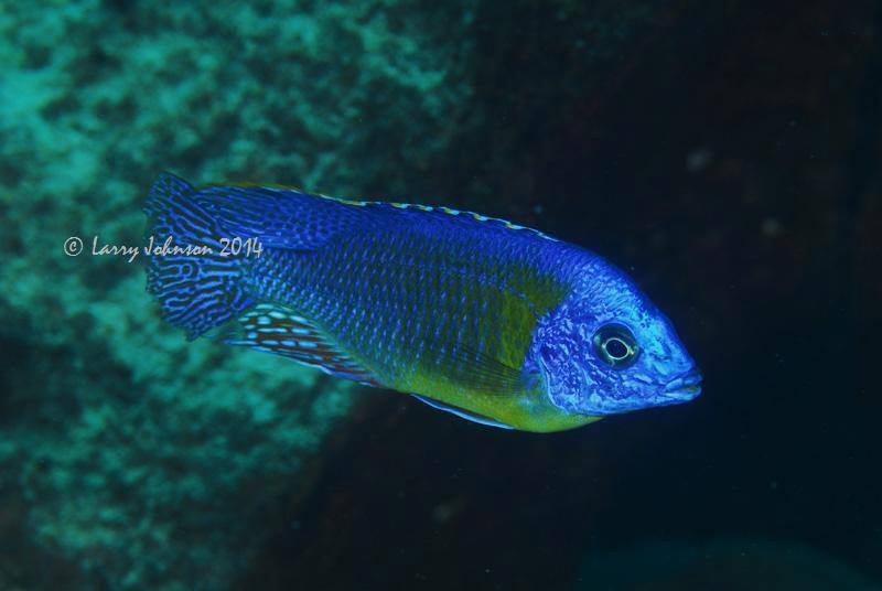 Protomelas sp. 'steveni imperial' Chizumulu Island